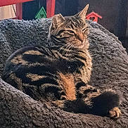 Sir Felix joined the competition — help win amazing prizes! cat, tabby, pet, animal, feline, resting, blanket, cozy, indoor, fur, whiskers, tail, sunlight, relaxing, comfort, home, decor, birdhouse, striped, mammal