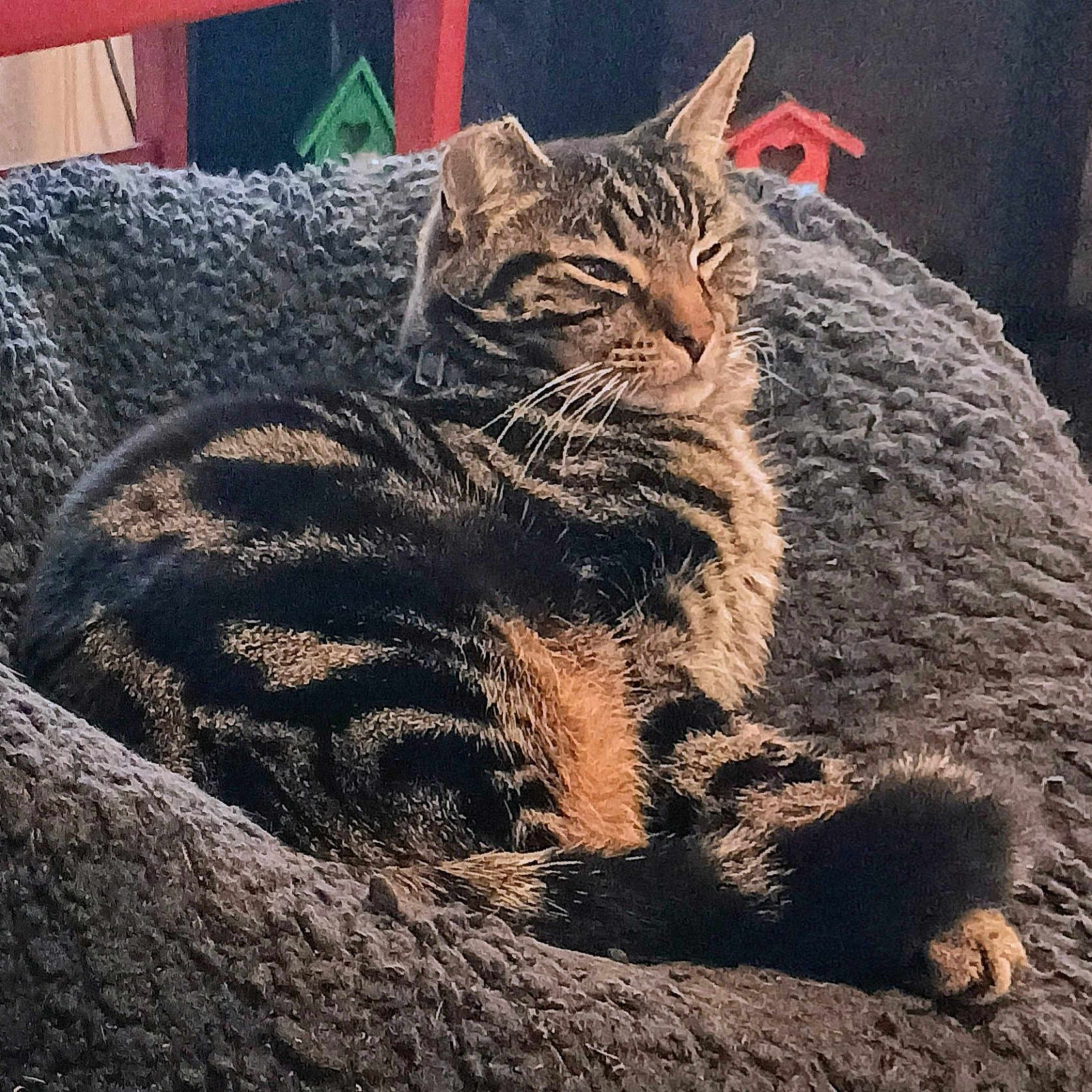 Sir Felix joined the competition — help win amazing prizes! animal, birdhouse, blanket, cat, comfort, cozy, decor, feline, fur, home, indoor, mammal, pet, relaxing, resting, striped, sunlight, tabby, tail, whiskers