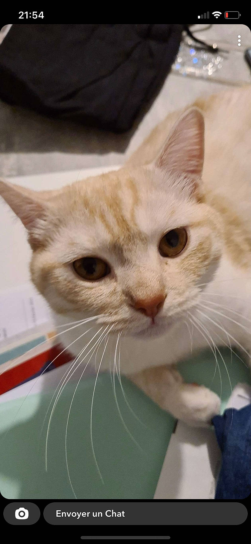 Pumba participe au concours pour gagner de l'argent avec cette photo : carnivore, cat, close_up, curious, domestic_short_haired_cat, ear, eye, fawn, felidae, fur, gesture, head, paw, small_to_medium_sized_cats, snout, whiskers, window