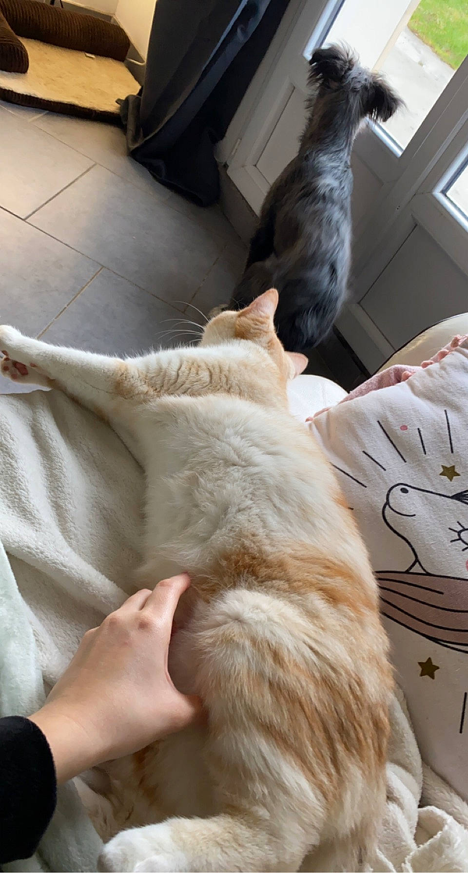 Pumba participe au concours pour gagner de l'argent avec cette photo : canidae, carnivore, cat, comfort, companion_dog, couch, dog_breed, fawn, felidae, flooring, fur, gesture, human_leg, linens, room, small_to_medium_sized_cats, sporting_group, tail, whiskers, wood