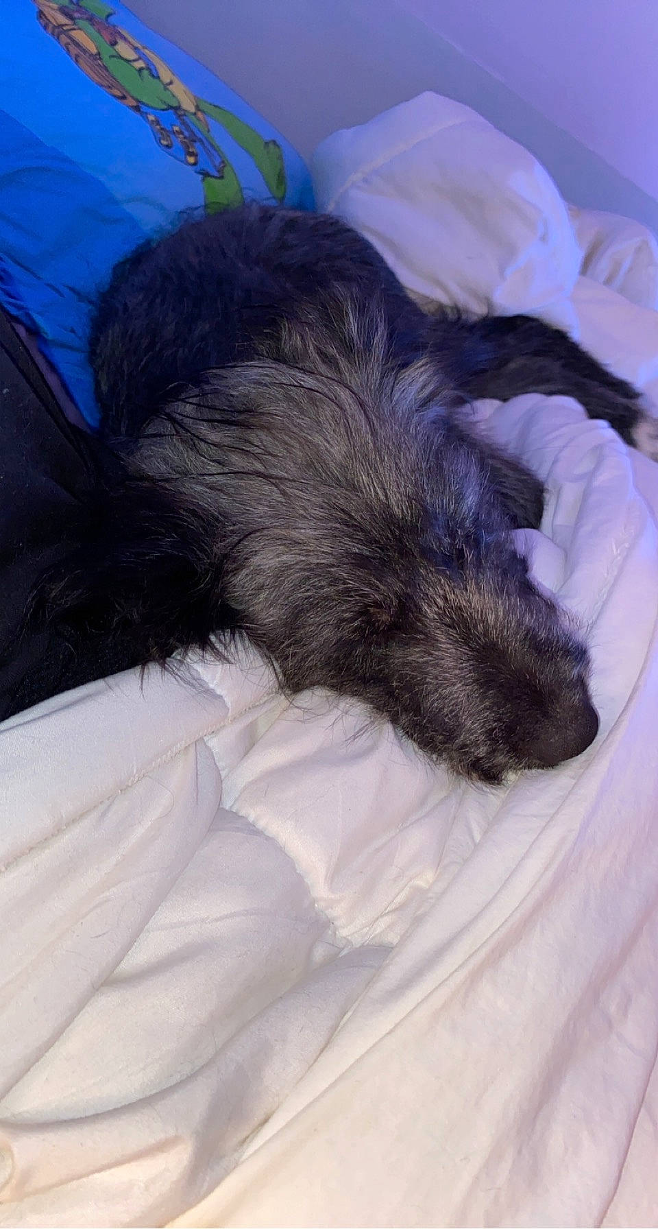 Rio participe au concours pour gagner de l'argent avec cette photo : bed, bedding, canidae, carnivore, comfort, companion_dog, dog, dog_breed, duvet, ear, felidae, fur, linens, nap, small_to_medium_sized_cats, snout, sporting_group, terrier, whiskers, working_animal