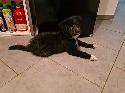 Rio participe au concours pour gagner de l'argent avec cette photo : bottle, canidae, carnivore, companion_dog, dog, dog_breed, floor, flooring, fur, plastic_bottle, snapshot, snout, sporting_group, tail, tile, tile_flooring, toy_dog, vertebrate, working_animal, working_dog