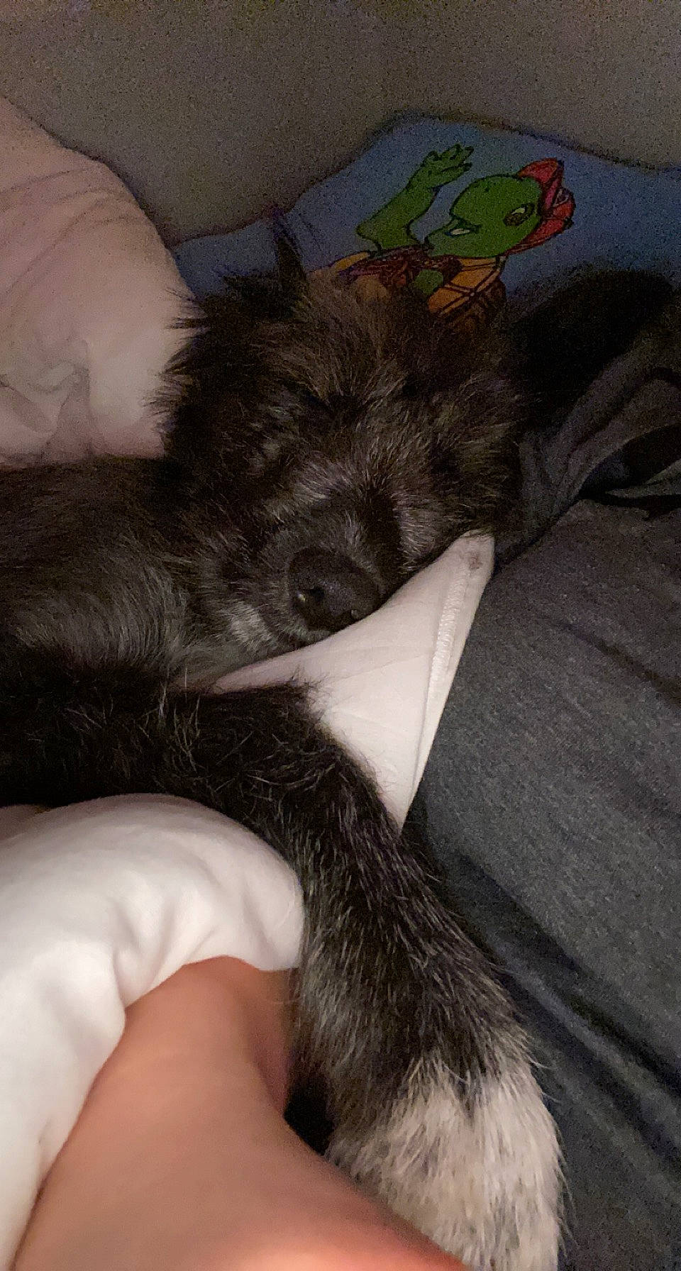 Rio participe au concours pour gagner de l'argent avec cette photo : carnivore, cat, comfort, companion_dog, couch, ear, felidae, finger, foot, fur, gesture, grey, human_leg, lap, mammal, nail, small_to_medium_sized_cats, tail, thigh, whiskers