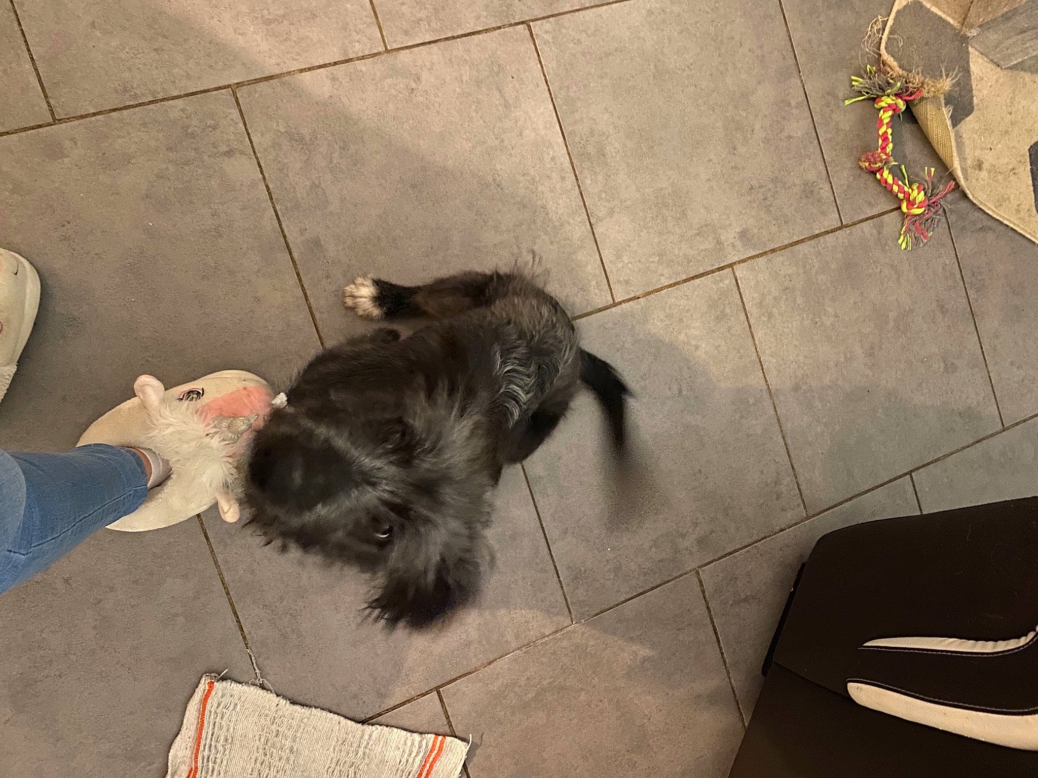 Rio a rejoint le concours — aidez-le/la à gagner de superbes lots ! canidae, carnivore, cat, comfort, companion_dog, dog_breed, fawn, felidae, floor, flooring, fur, paw, road_surface, shadow, small_to_medium_sized_cats, snout, sporting_group, tail, tile, whiskers