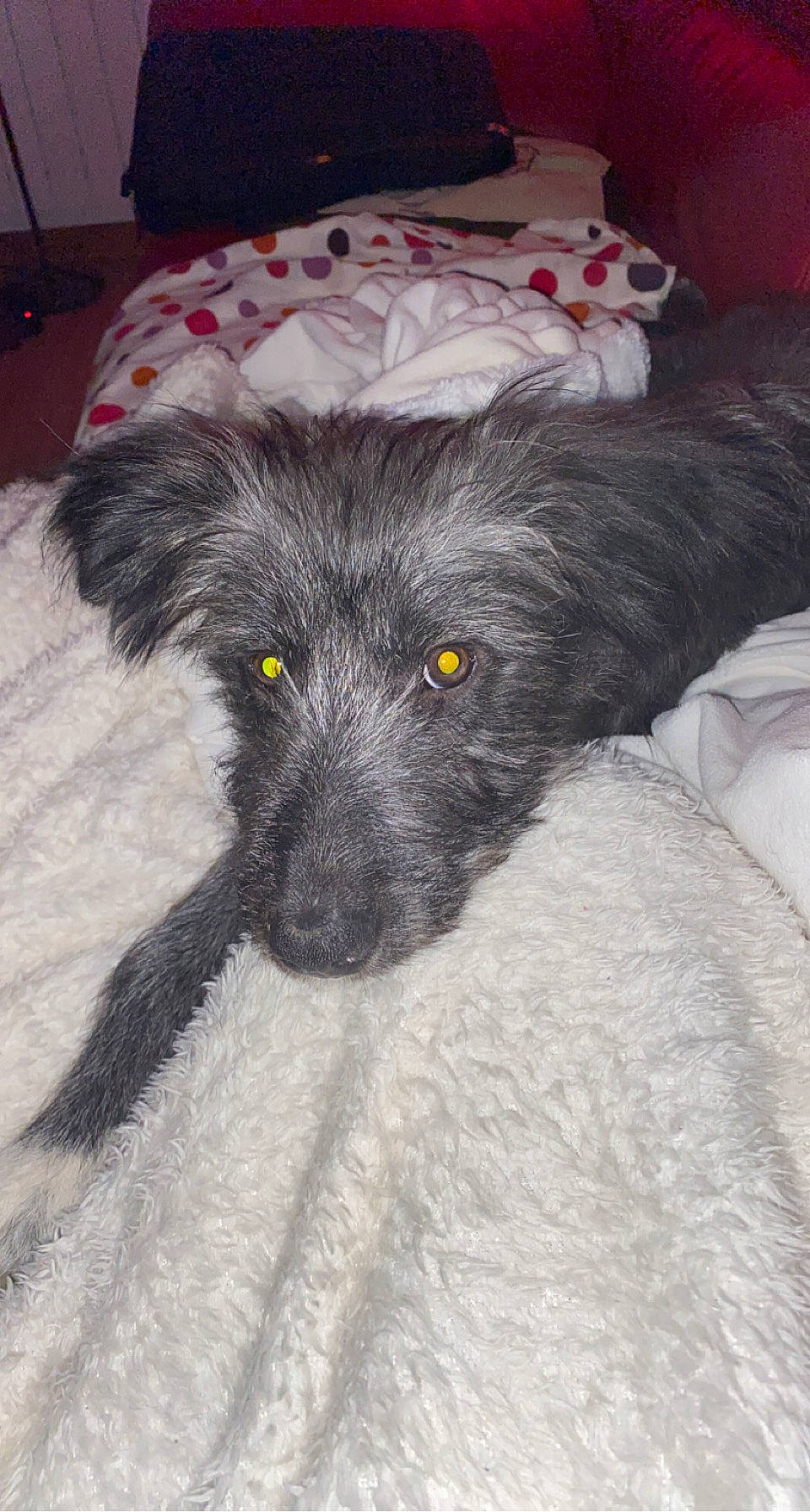 Rio participe au concours pour gagner de l'argent avec cette photo : canidae, carnivore, comfort, companion_dog, couch, dog, dog_breed, fur, guard_dog, hat, non_sporting_group, paw, puppy, snout, sporting_group, terrestrial_animal, terrier, toy_dog, whiskers, working_animal