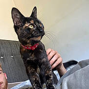 Sheryl joined the competition — help win amazing prizes! cat, tortoiseshell_cat, pet, collar, whiskers, person, hand, bed, couch, indoor, relaxing, feline, animal, fur, ears, eyes, face, domestic_animal, resting, human