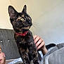 cat, tortoiseshell_cat, pet, collar, whiskers, person, hand, bed, couch, indoor, relaxing, feline, animal, fur, ears, eyes, face, domestic_animal, resting, human