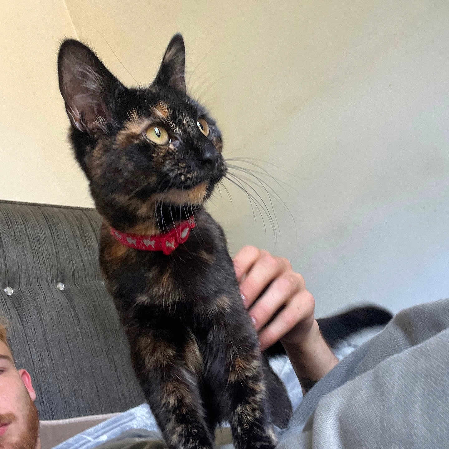 Sheryl joined the competition — help win amazing prizes! animal, bed, cat, collar, couch, domestic_animal, ears, eyes, face, feline, fur, hand, human, indoor, person, pet, relaxing, resting, tortoiseshell_cat, whiskers