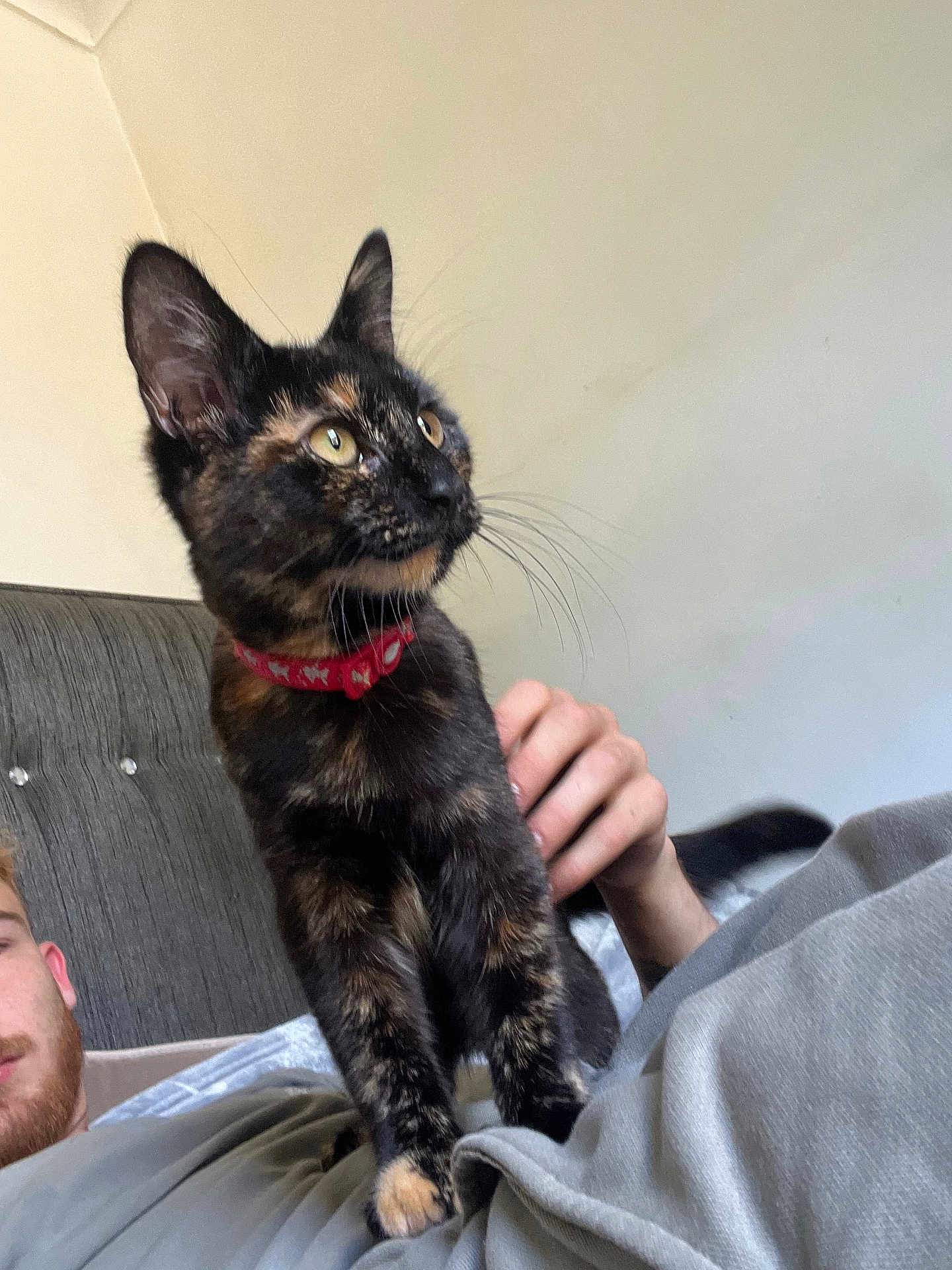 Sheryl joined the competition — help win amazing prizes! cat, tortoiseshell_cat, pet, collar, whiskers, person, hand, bed, couch, indoor, relaxing, feline, animal, fur, ears, eyes, face, domestic_animal, resting, human