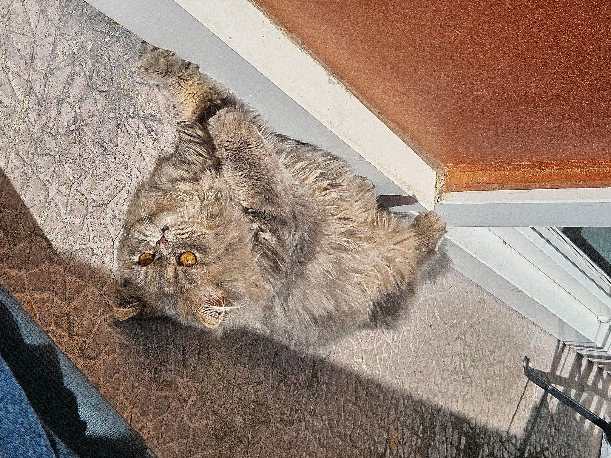 Ulyss participe au concours pour gagner de l'argent avec cette photo : art, carnivore, cat, ceiling, domestic_short_haired_cat, felidae, flooring, fur, hardwood, pattern, plant, plywood, small_to_medium_sized_cats, snout, tail, terrestrial_animal, whiskers, wood, wood_flooring, wood_stain