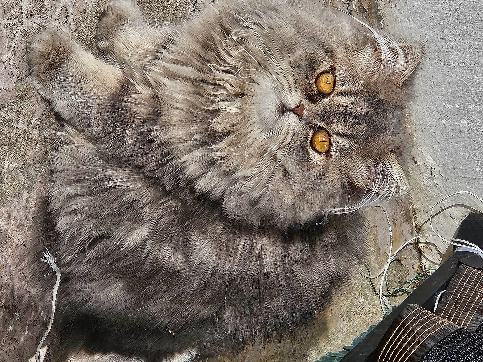 Ulyss participe au concours pour gagner de l'argent avec cette photo : british_longhair, carnivore, cat, domestic_short_haired_cat, felidae, fur, grey, persian, small_to_medium_sized_cats, snout, tail, terrestrial_animal, whiskers