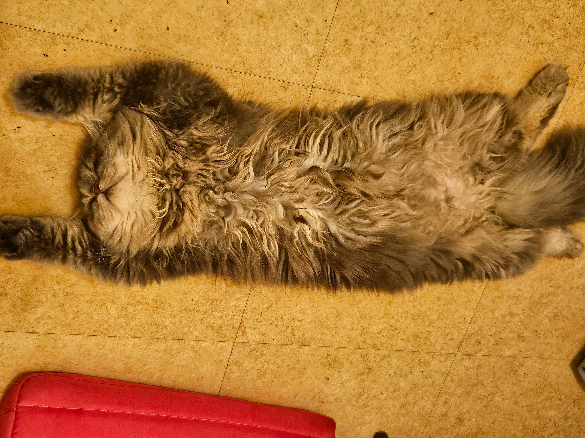 Ulyss participe au concours pour gagner de l'argent avec cette photo : big_cats, canidae, carnivore, cat, claw, couch, dog_breed, domestic_short_haired_cat, felidae, flooring, foot, fur, paw, small_to_medium_sized_cats, snout, sporting_group, tail, terrestrial_animal, whiskers, wood