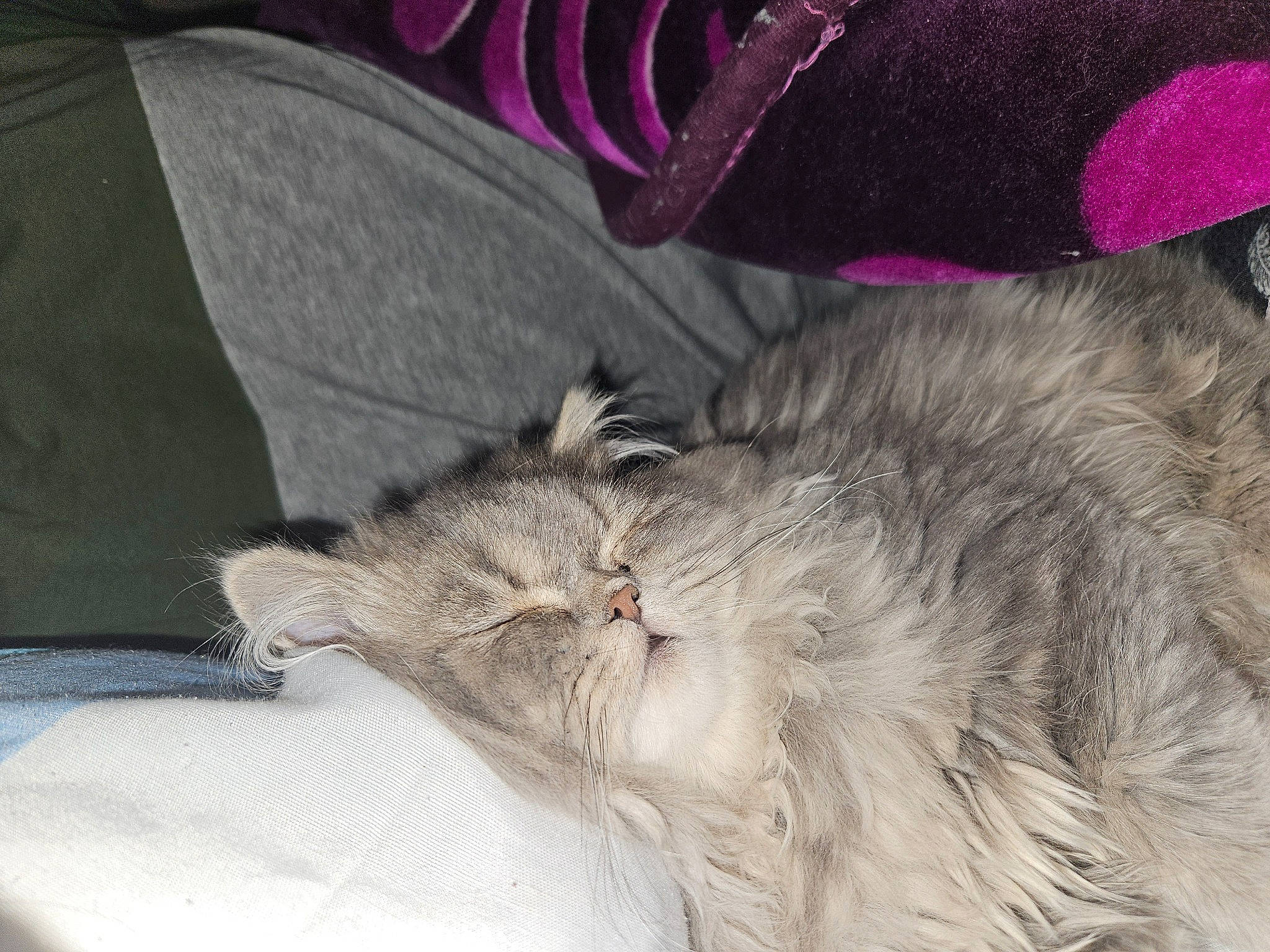 Ulyss a rejoint le concours — aidez-le/la à gagner de superbes lots ! carnivore, cat, claw, comfort, domestic_short_haired_cat, fashion_accessory, fawn, feather, felidae, fur, grey, hat, magenta, nap, paw, petal, small_to_medium_sized_cats, snout, tail, whiskers