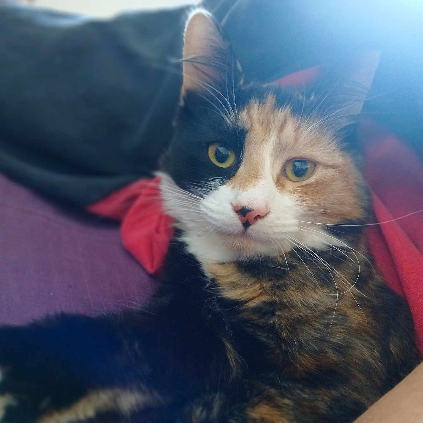 Kiwi is registered to the contest to win money with this photo: abyssinian, animal, architecture, armchair, blanket, building, cat, chair, couch, cushion, furniture, homedecor, indoors, kitten, livingroom, manx, person, pet, room, sleeping