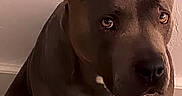 Izzy B joined the competition — help win amazing prizes! dog, pet, brown_dog, large_ears, indoor, wall, sitting, portrait, animal, canine, phone_screen, photo_app, digital_photo, snapshot, home, floor, white_chest_marking, looking_up, ears_up, closeup