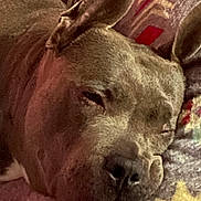 Izzy B is registered to the contest to win money with this photo: dog, sleeping, close_up, resting, face, ears, blanket, pattern, cozy, relaxed, pet, animal, snout, fur, indoors, comfort, soft_lighting, portrait, cute, calm