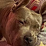 dog, sleeping, close_up, resting, face, ears, blanket, pattern, cozy, relaxed, pet, animal, snout, fur, indoors, comfort, soft_lighting, portrait, cute, calm