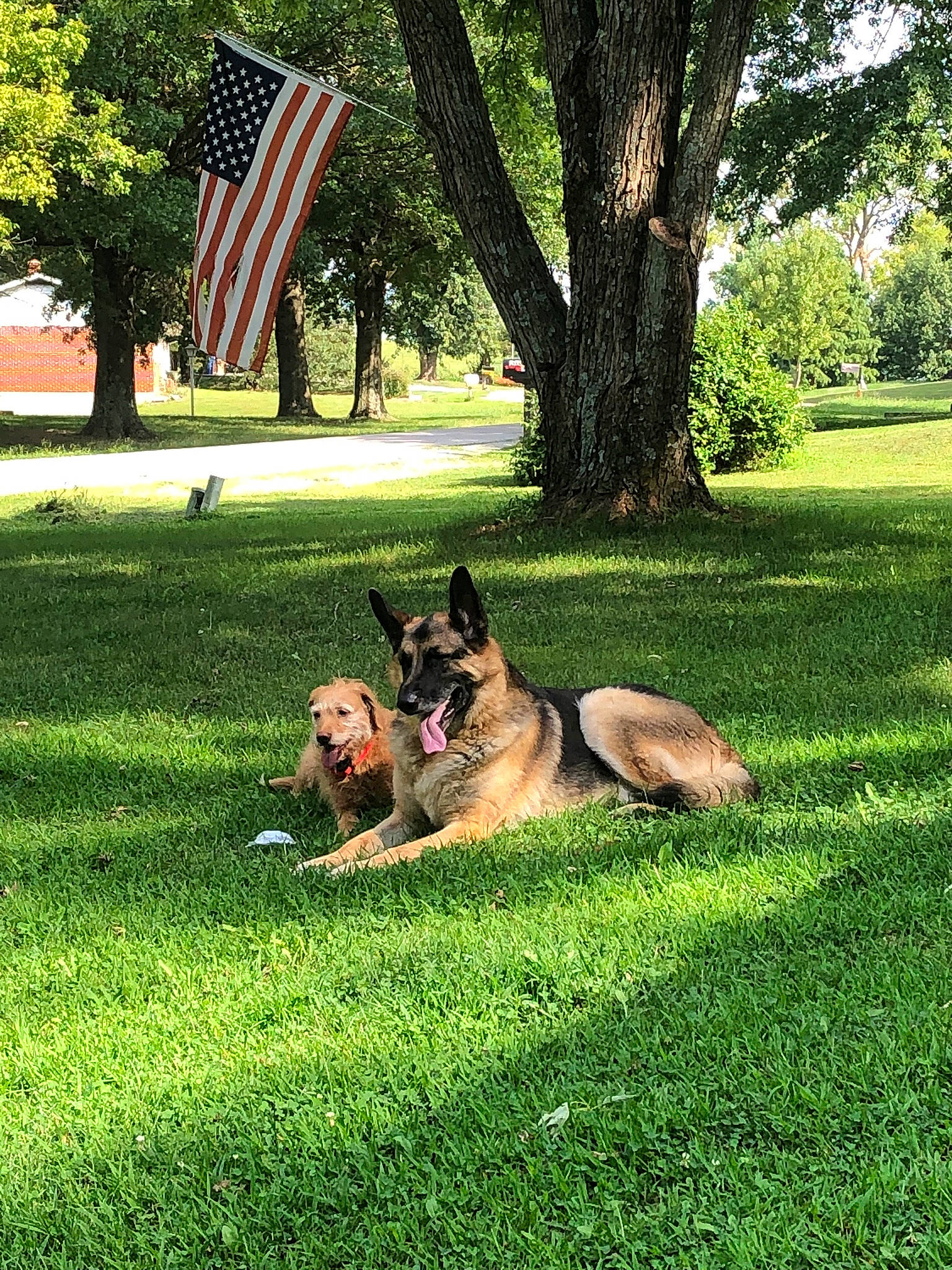 Rocco joined the competition — help win amazing prizes! canidae, carnivore, dog, dog_breed, flag, flag_day_usa, flag_of_the_united_states, garden, german_shepherd_dog, grass, groundcover, herding_dog, king_shepherd, lawn, memorial_day, old_german_shepherd_dog, pole, police_dog, shade, snout