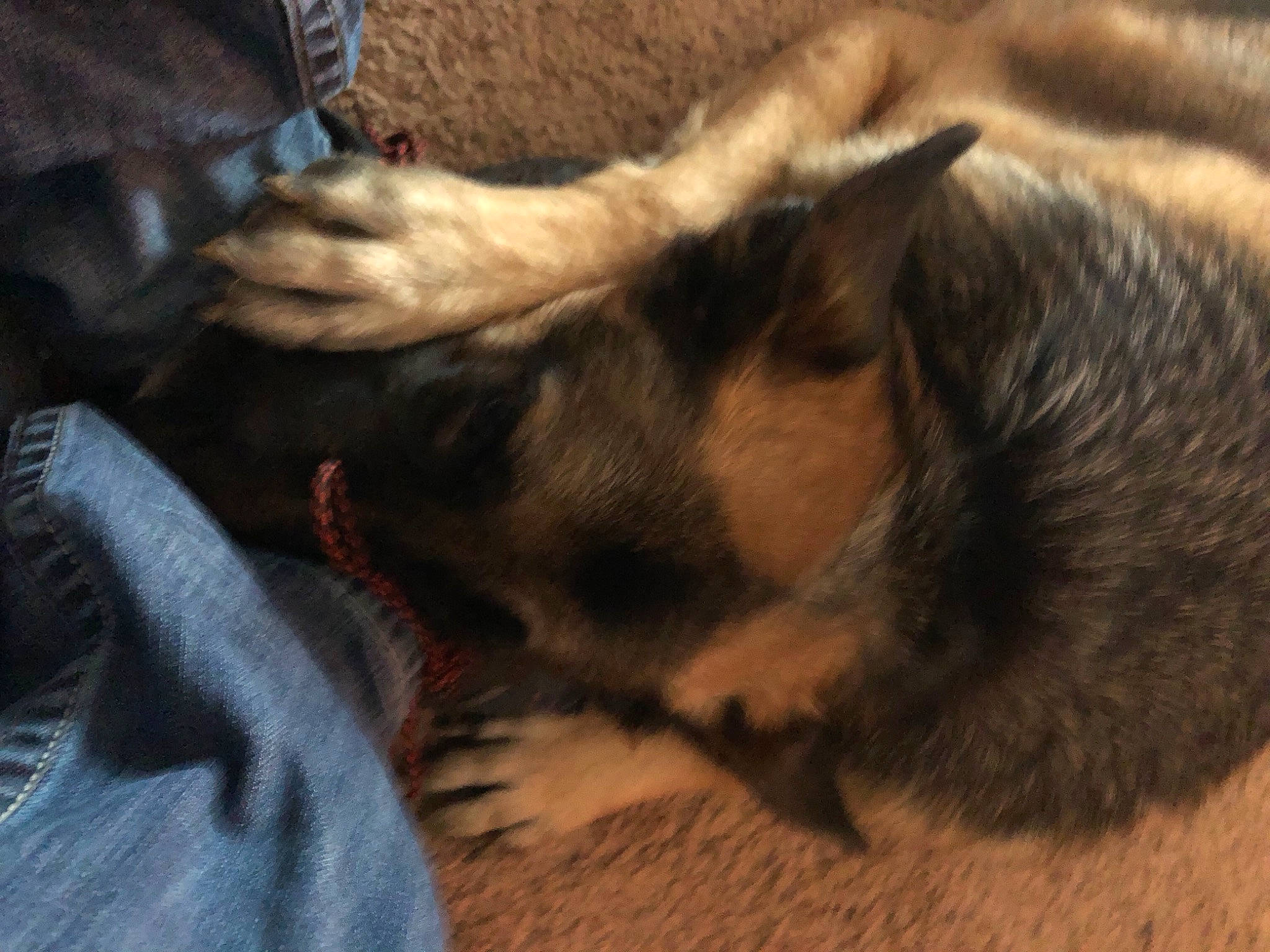 Rocco joined the competition — help win amazing prizes! beige, canidae, carnivore, comfort, denim, dog, dog_breed, fawn, foot, fur, german_shepherd_dog, human, jeans, nail, old_german_shepherd_dog, paw, skin, sleep, snout, working_animal