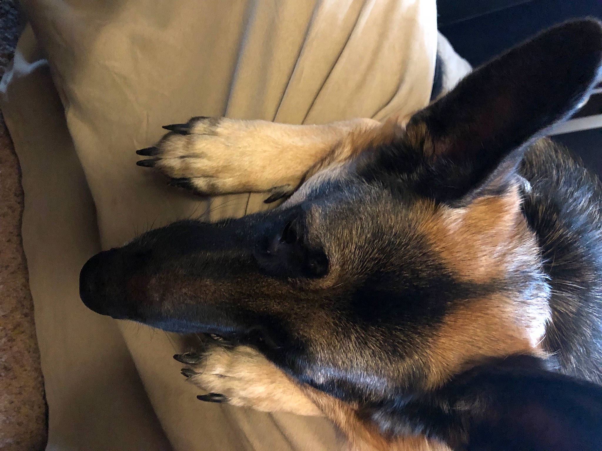 Rocco joined the competition — help win amazing prizes! canidae, carnivore, comfort, dog, dog_breed, fawn, foot, german_shepherd_dog, herding_dog, king_shepherd, old_german_shepherd_dog, paw, snout, toe, vertebrate, working_animal, working_dog