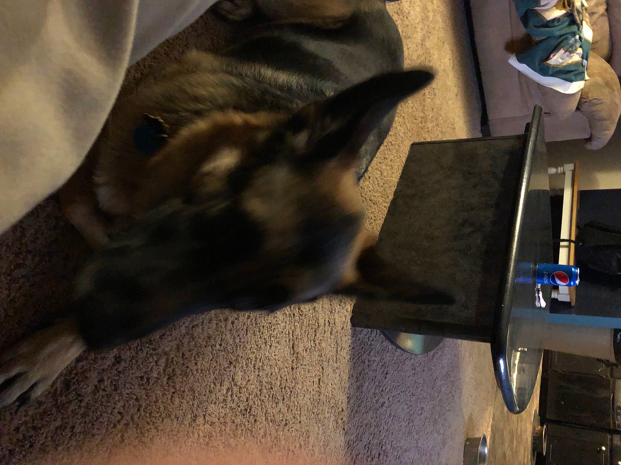 Rocco joined the competition — help win amazing prizes! belgian_shepherd_malinois, canidae, carnivore, dog, dog_breed, fawn, german_shepherd_dog, herding_dog, king_shepherd, old_german_shepherd_dog, police_dog, snout, sporting_group, walking_shoe, working_dog