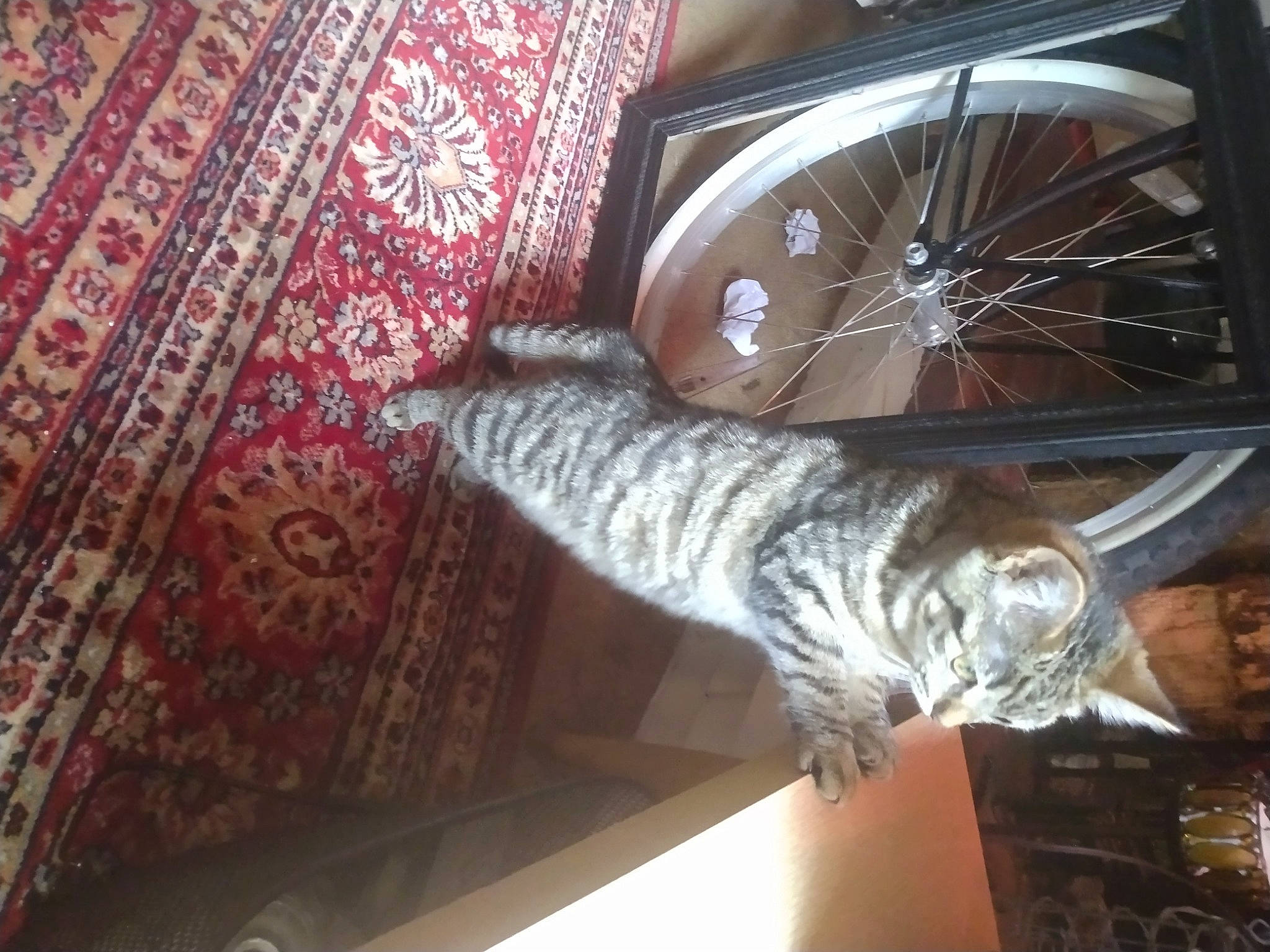 Lenny joined the competition — help win amazing prizes! automotive_tire, automotive_wheel_system, bicycle_tire, carnivore, cat, ceiling, domestic_short_haired_cat, felidae, flooring, fur, pattern, rim, room, small_to_medium_sized_cats, spoke, tail, thread, wheel, whiskers, wood