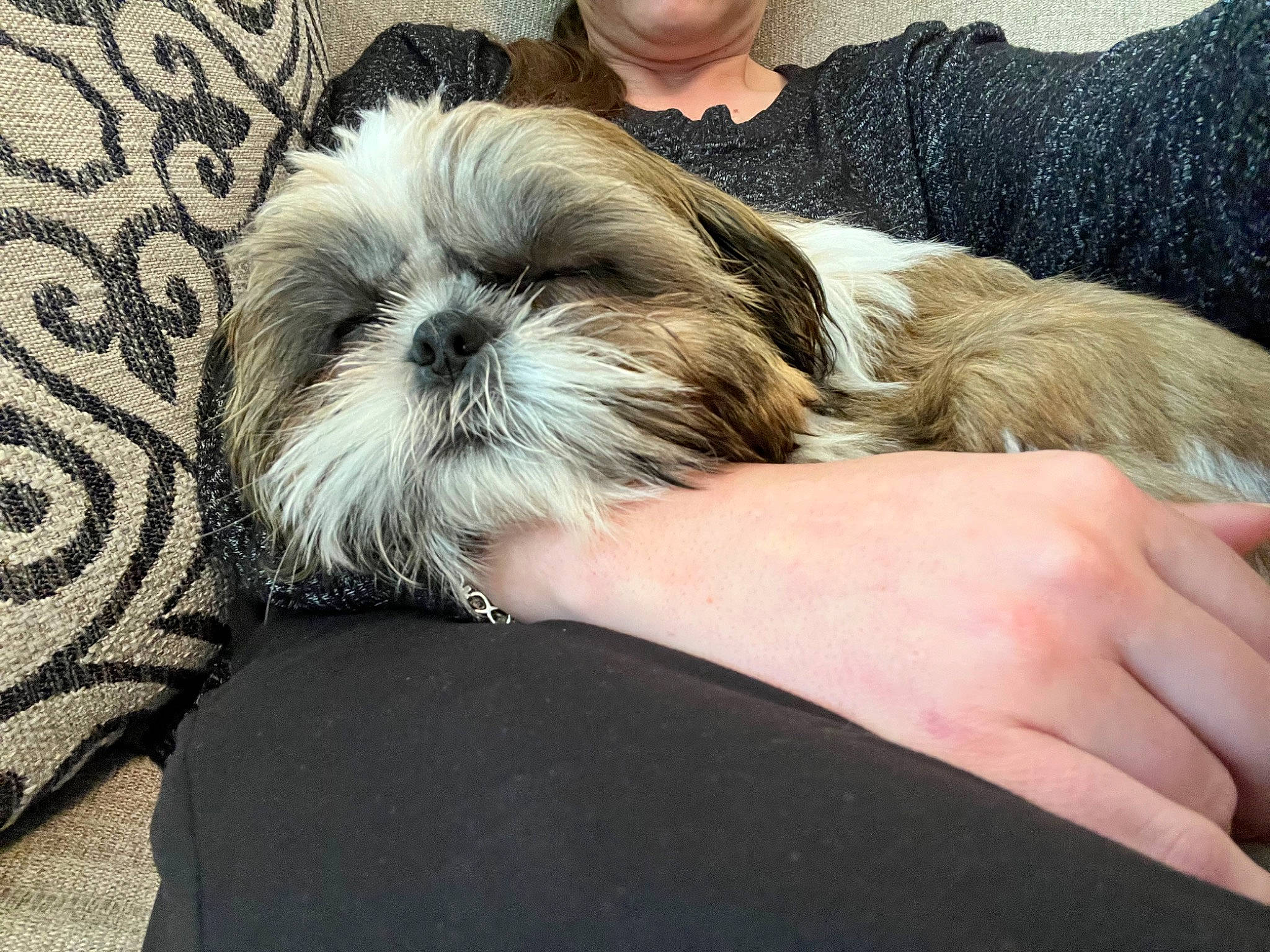 Finn is registered to the contest to win money with this photo: canidae, carnivore, comfort, companion_dog, dog, dog_bed, dog_breed, dog_supply, fawn, fur, liver, mal_shi, shih_poo, shih_tzu, small_terrier, snout, sporting_group, terrier, toy_dog, working_animal