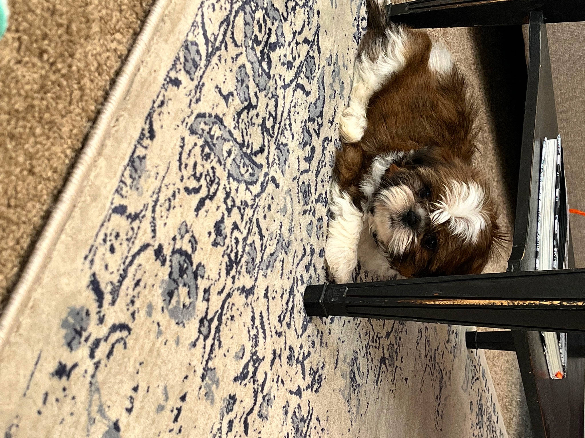 Finn joined the competition — help win amazing prizes! art, carnivore, concrete, door, felidae, fur, grey, metal, monochrome, monochrome_photography, shadow, small_to_medium_sized_cats, snout, tail, terrestrial_animal, tints_and_shades, tree, trunk, wall, wood