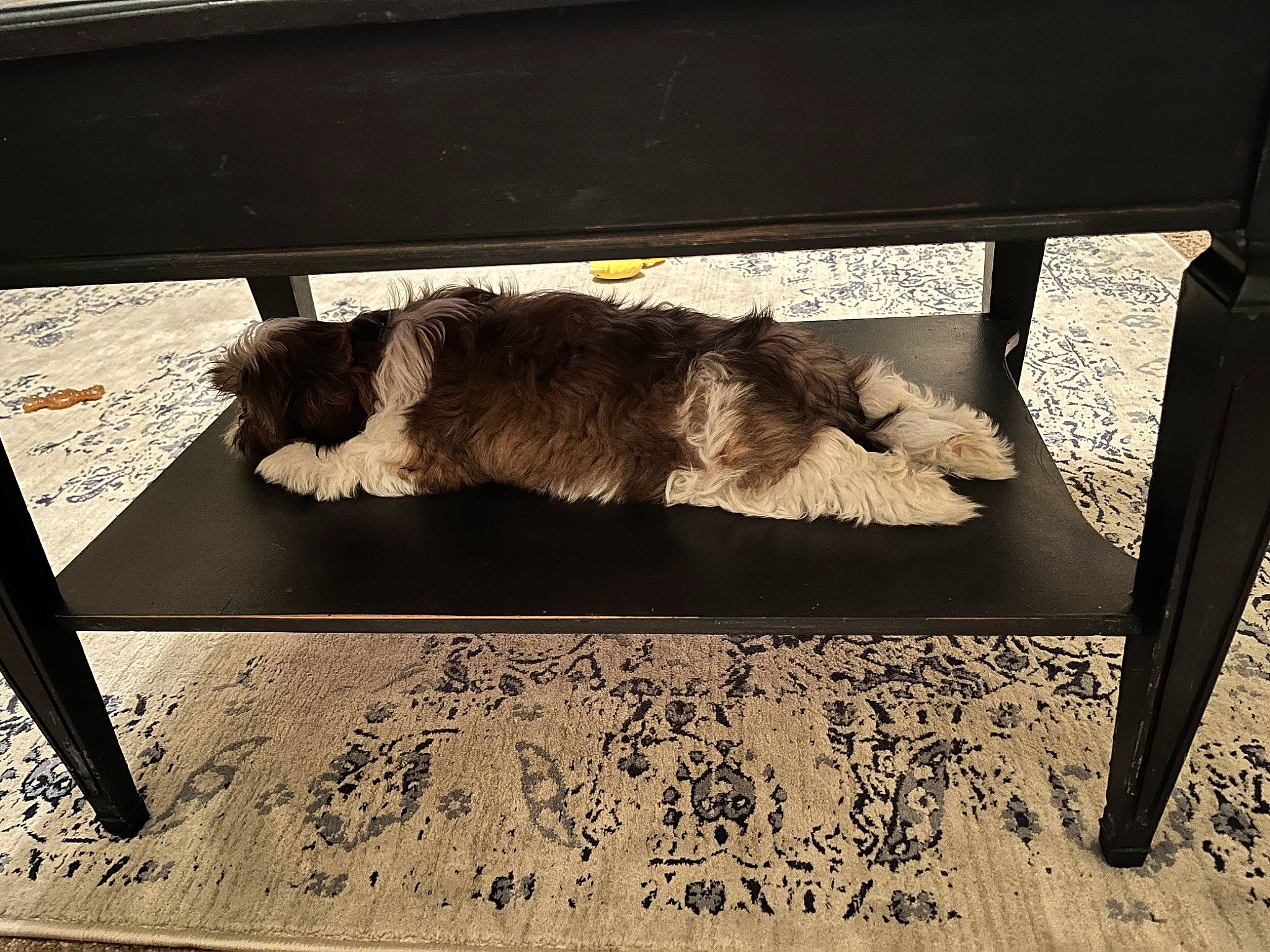 Finn joined the competition — help win amazing prizes! art, carnivore, cat, companion_dog, dog_breed, felidae, flooring, font, fur, hardwood, rectangle, room, shade, shadow, small_to_medium_sized_cats, tail, tints_and_shades, tree, window, wood