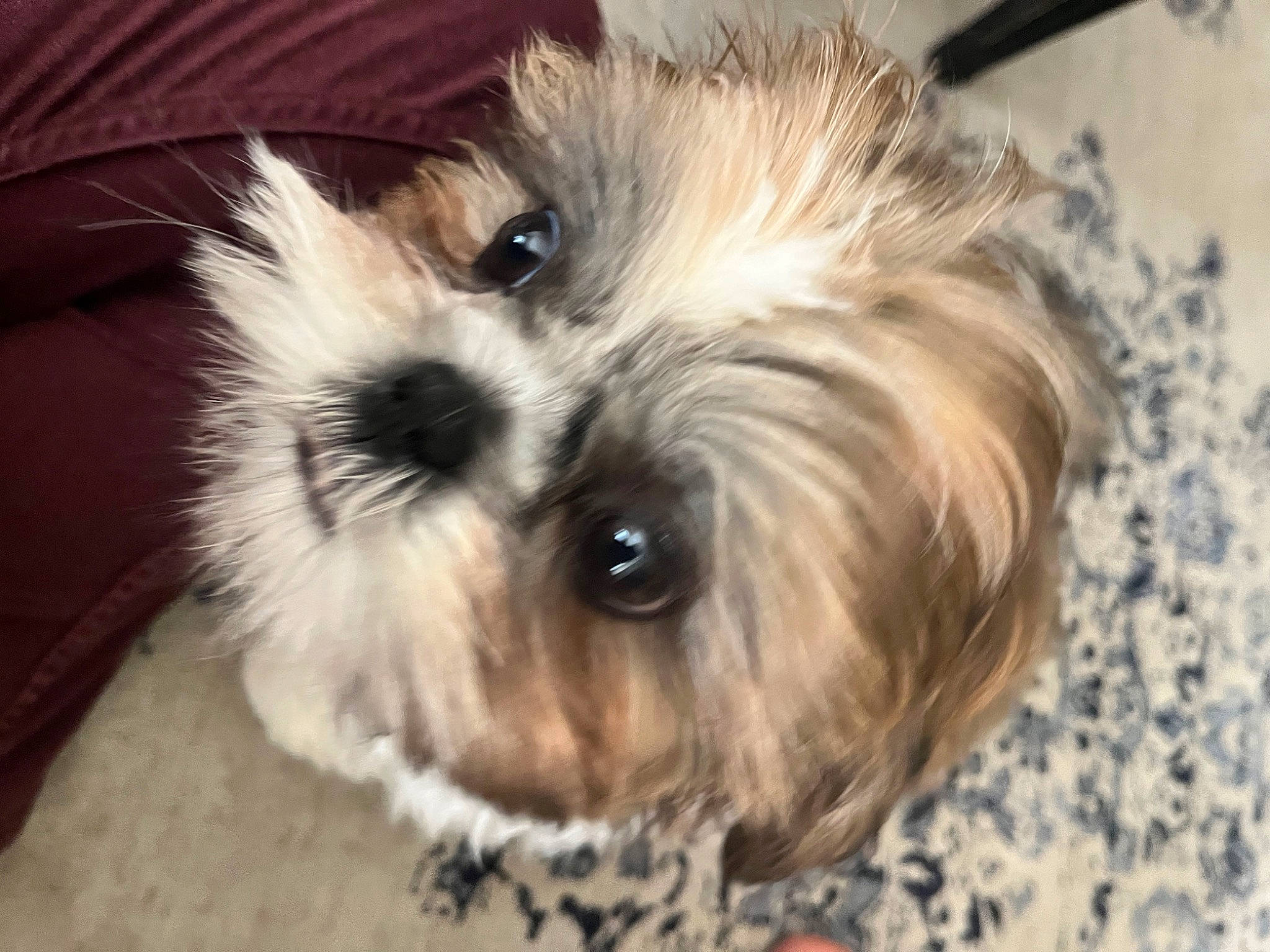 Finn joined the competition — help win amazing prizes! biewer_terrier, canidae, carnivore, companion_dog, dog, dog_breed, dog_supply, firefighter, fur, liver, poodle_crossbreed, puppy_love, shih_poo, small_terrier, snout, sporting_group, terrier, toy_dog, working_animal, yorkipoo