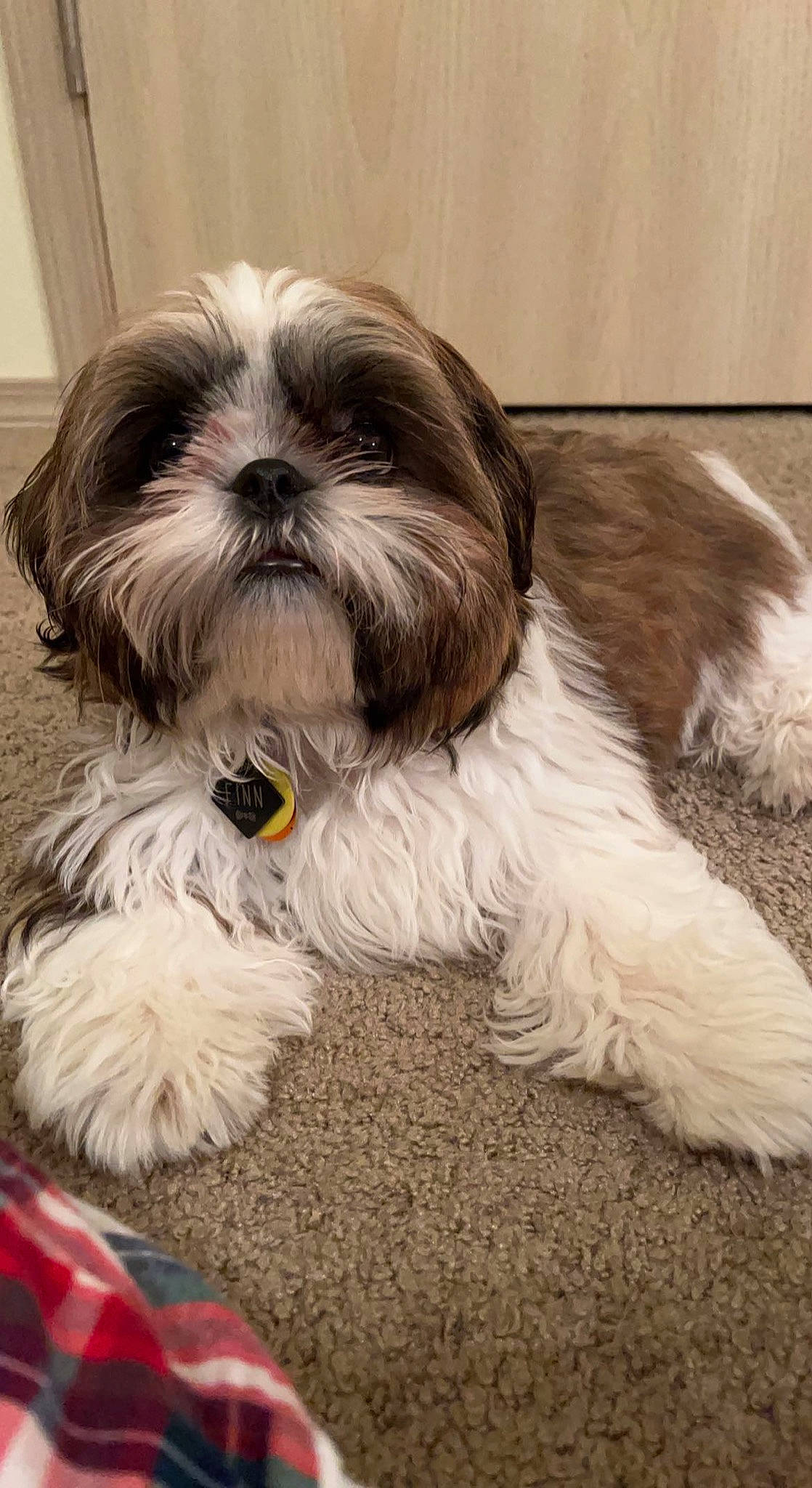 Finn is registered to the contest to win money with this photo: canidae, carnivore, companion_dog, dog, dog_breed, dog_supply, fawn, fur, head, liver, mal_shi, maltepoo, shih_tzu, small_terrier, snout, sporting_group, terrestrial_animal, terrier, toy_dog, working_animal