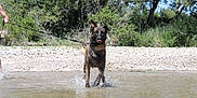 Eiko participe au concours pour gagner de l'argent avec cette photo : dog, water, splashing, outdoor, nature, river, leash, playful, tongue_out, canine, animal, summer, greenery, rocks, trees, sunny, pet, walking, active, recreation
