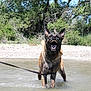 dog, canine, water, leash, outdoor, nature, trees, rocks, river, barking, animal, pet, wet, summer, park, wildlife, forest, playing, active, daytime
