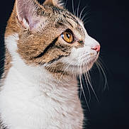 Ayla a rejoint le concours — aidez-le/la à gagner de superbes lots ! cat, tabby, white_fur, profile, portrait, close_up, golden_eye, whiskers, ears, pink_nose, fur, pet, animal, feline, alert, side_view, dark_background, studio_lighting, detailed, photography