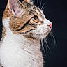 cat, tabby, white_fur, profile, portrait, close_up, golden_eye, whiskers, ears, pink_nose, fur, pet, animal, feline, alert, side_view, dark_background, studio_lighting, detailed, photography