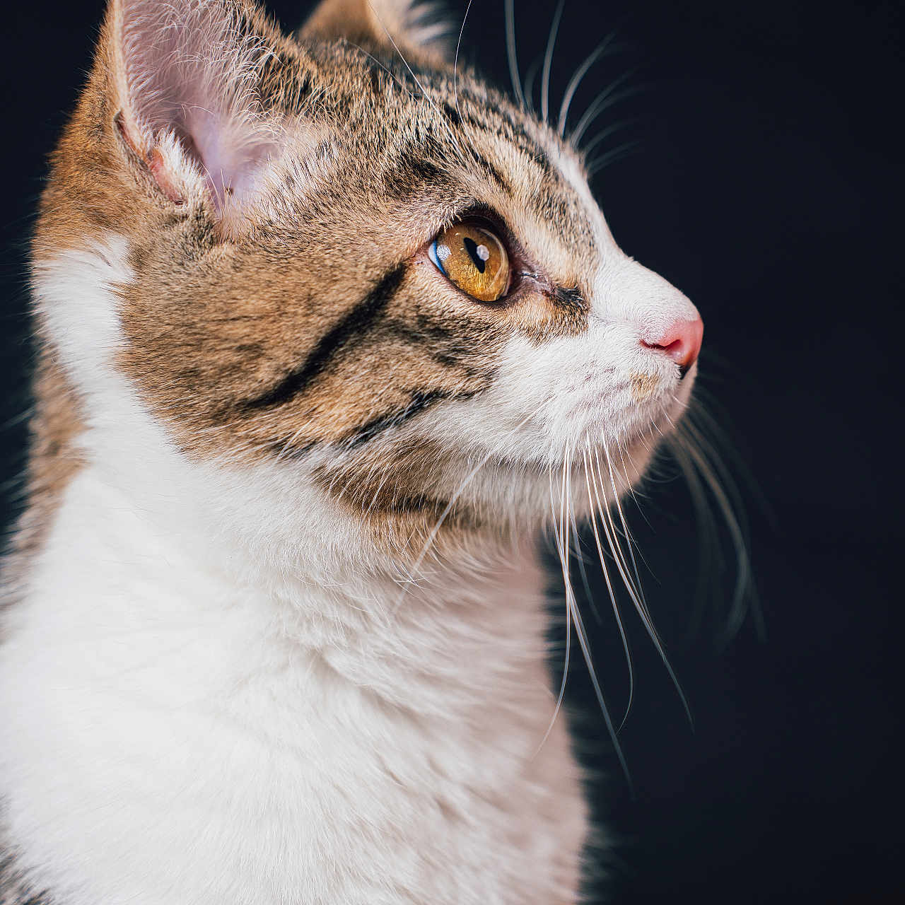 Ayla a rejoint le concours — aidez-le/la à gagner de superbes lots ! cat, tabby, white_fur, profile, portrait, close_up, golden_eye, whiskers, ears, pink_nose, fur, pet, animal, feline, alert, side_view, dark_background, studio_lighting, detailed, photography