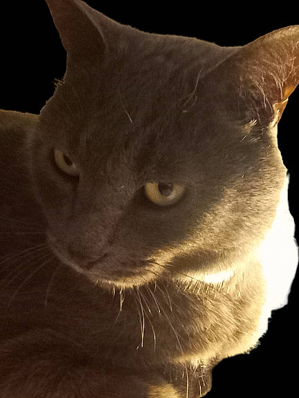 Koba participe au concours pour gagner de l'argent avec cette photo : carnivore, cat, domestic_short_haired_cat, ear, felidae, fur, small_to_medium_sized_cats, snout, terrestrial_animal, whiskers