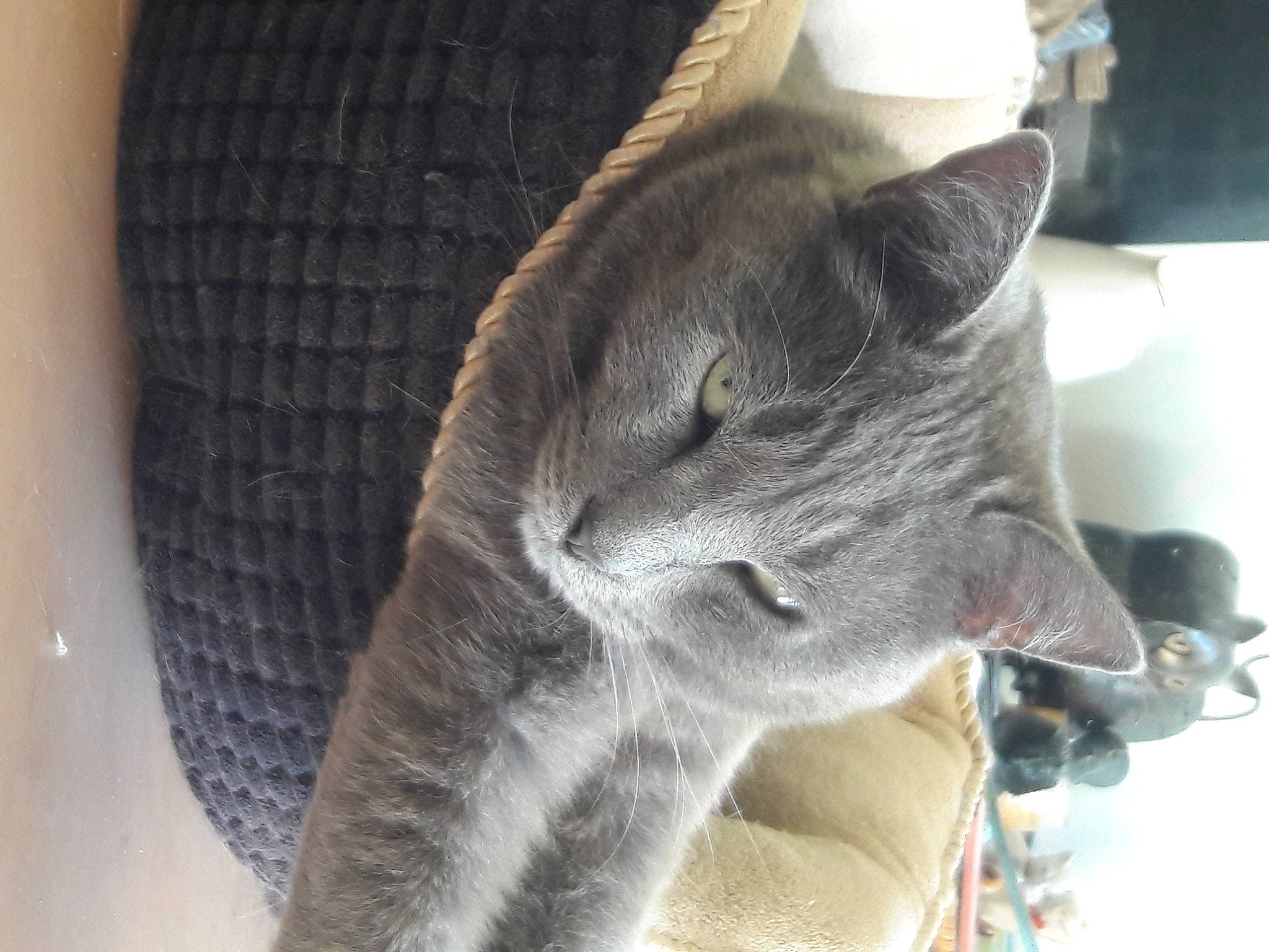 Koba participe au concours pour gagner de l'argent avec cette photo : carnivore, cat, claw, comfort, domestic_short_haired_cat, ear, felidae, fur, grey, russian_blue, small_to_medium_sized_cats, snout, tail, terrestrial_animal, whiskers, window