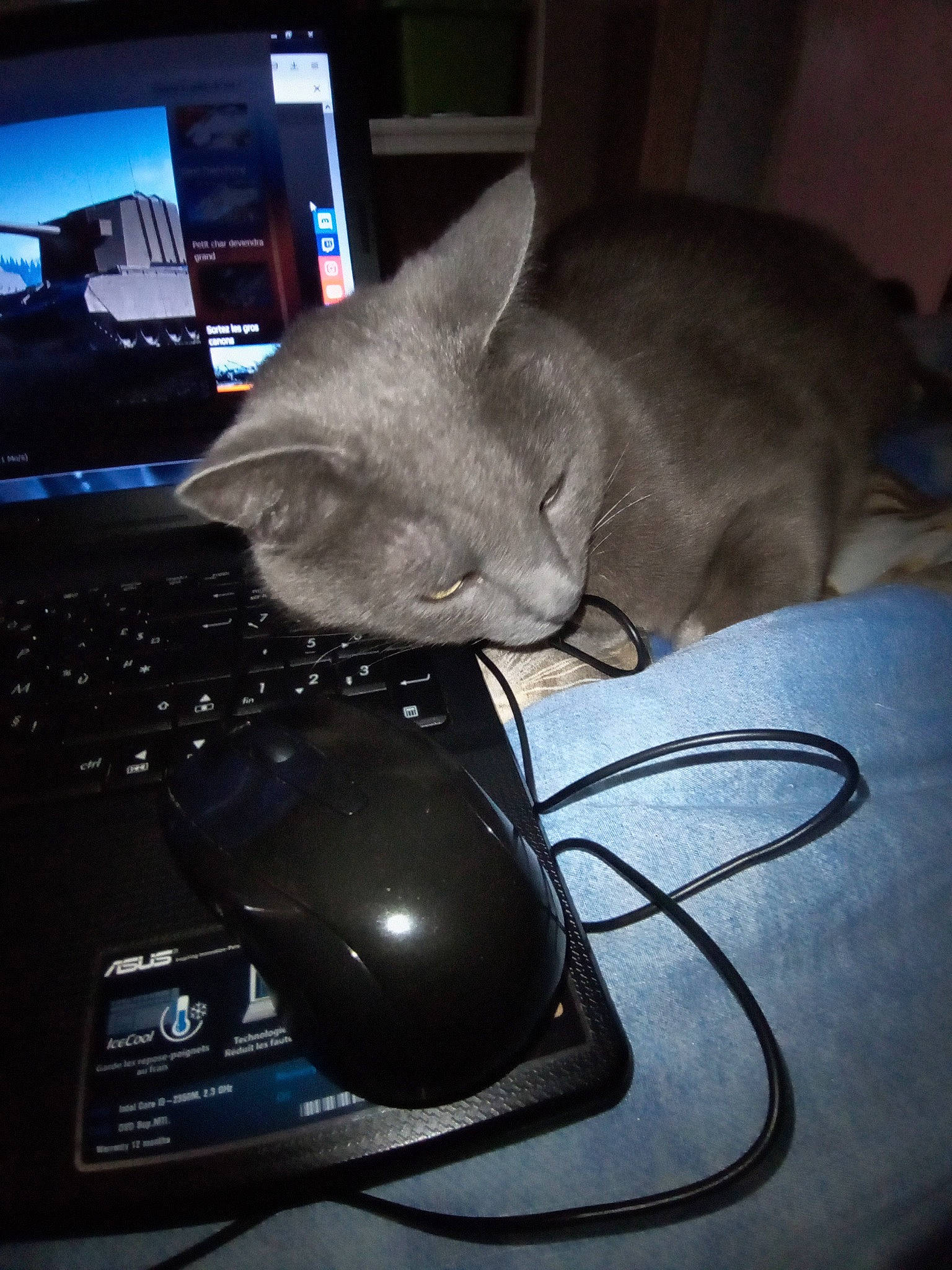 Koba a rejoint le concours — aidez-le/la à gagner de superbes lots ! carnivore, cat, comfort, computer, computer_hardware, computer_keyboard, felidae, gadget, input_device, laptop, mouse, netbook, office_equipment, output_device, peripheral, personal_computer, small_to_medium_sized_cats, space_bar, touchpad, whiskers