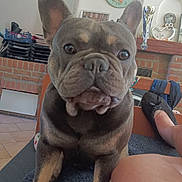 Bluenight a rejoint le concours — aidez-le/la à gagner de superbes lots ! bulldog, canidae, carnivore, comfort, companion_dog, dog, dog_breed, dog_collar, ear, fawn, head, luggage_and_bags, molosser, snout, sporting_group, terrestrial_animal, toy_dog, whiskers, working_animal, wrinkle