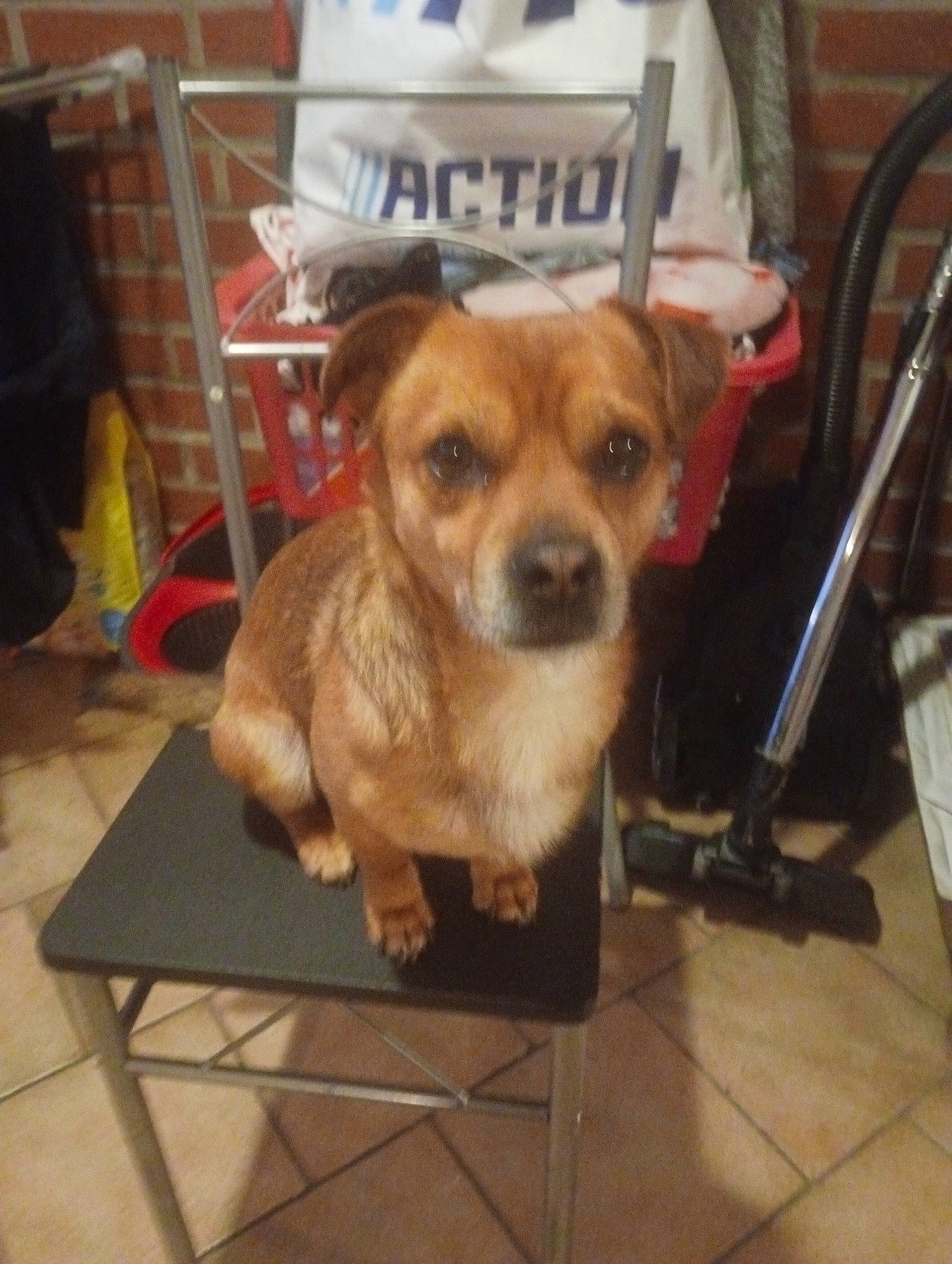 Donald a rejoint le concours — aidez-le/la à gagner de superbes lots ! carnivore, chair, chihuahua, collar, companion_dog, dog, dog_breed, dog_supply, fawn, floor, flooring, fur, hardwood, non_sporting_group, pet_supply, puppy, table, toy_dog, whiskers, wood