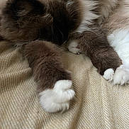 Urus participe au concours pour gagner de l'argent avec cette photo : animal, beige_blanket, brown_fur, cat, close_up, comfortable, cozy, cute, feline, fluffy, indoor, nap, paws, pet, relaxed, resting, sleeping, soft_fur, whiskers, white_paws