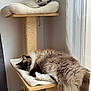 Urus participe au concours pour gagner de l'argent avec cette photo : cat, cat_tree, comfortable, cozy, curtain, fluffy, fur, home, indoor, natural_light, pet, plush_bed, quiet, relaxed, resting, scratching_post, sleeping, two_cats, window, wood_floor