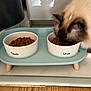 Urus a rejoint le concours — aidez-le/la à gagner de superbes lots ! animal, cat, cat_food, close_up, domestic, ear, elevated_feeder, feeding, feline, food_bowl, fur, household, indoor, kitchen, meal_time, pet_care, pet_feeding_station, tableware, whiskers, wooden_floor