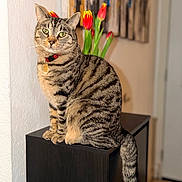 Kiara is registered to the contest to win money with this photo: cat, tabby, pet, animal, sitting, collar, red_collar, striped_fur, green_eyes, whiskers, ears, tail, indoors, cabinet, furniture, tulips, flowers, wall, curtains, portrait