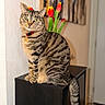 cat, tabby, pet, animal, sitting, collar, red_collar, striped_fur, green_eyes, whiskers, ears, tail, indoors, cabinet, furniture, tulips, flowers, wall, curtains, portrait