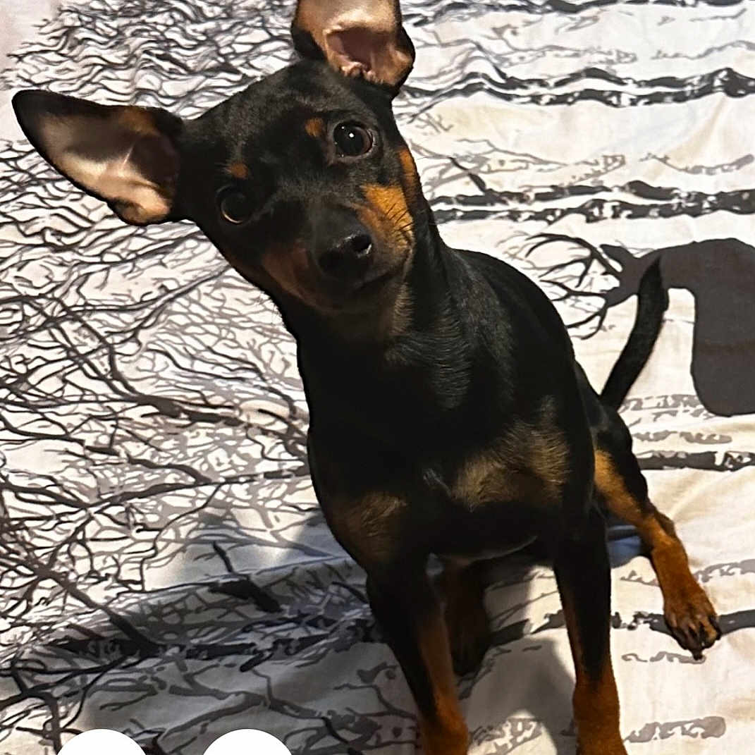 Dyson participe au concours pour gagner de l'argent avec cette photo : animal, ball, bostonbull, bulldog, canine, chihuahua, deer, dog, envelope, germanshepherd, greetingcard, hound, mail, pet, policedog, puppy, snout, sport, tennis, tennisball