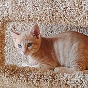 Kody is registered to the contest to win money with this photo: kitten, cat, orange_tabby, feline, pet, animal, cat_tree, cozy, fur, cute, indoor, resting, curious, young_cat, soft_texture, closeup, whiskers, ears, paw, relaxed