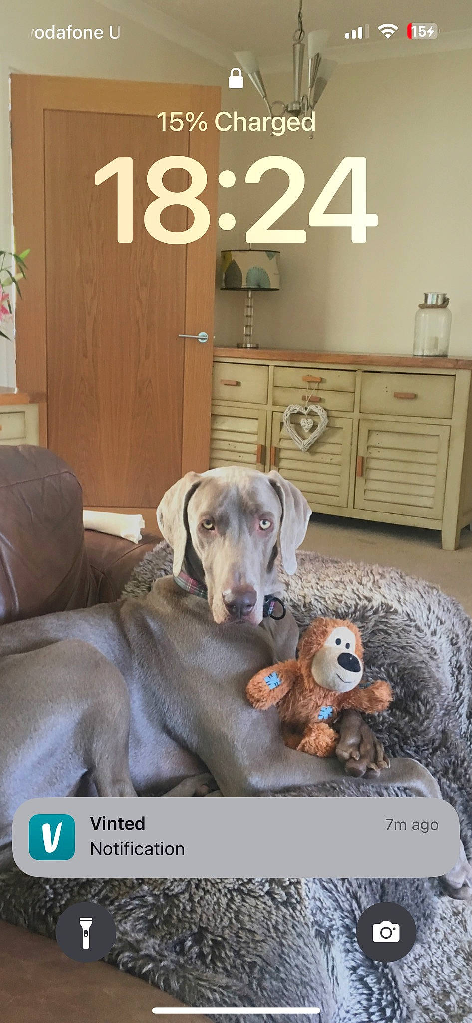 Milo joined the competition — help win amazing prizes! cabinetry, carnivore, chair, comfort, companion_dog, dog, dog_breed, dog_supply, door, drawer, dresser, fawn, floor, flooring, hardwood, living_room, mammal, room, toy, wood