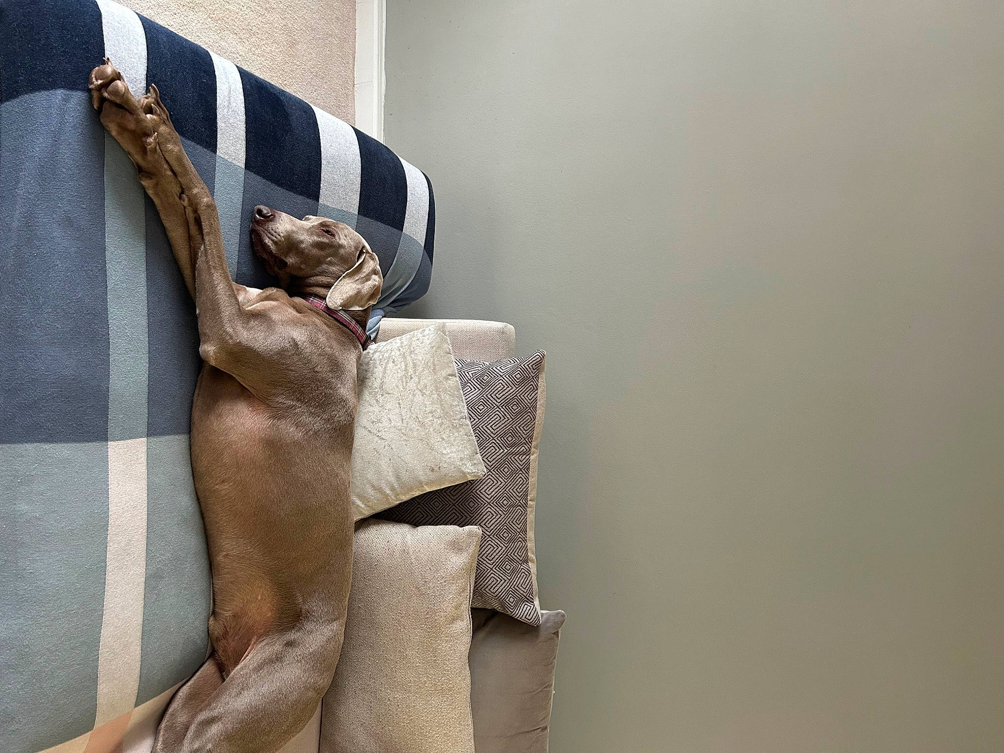 Milo is registered to the contest to win money with this photo: bag, chair, collar, comfort, denim, elbow, electric_blue, fashion_accessory, fashion_design, grey, human_leg, linens, neck, pattern, shoulder, sleeve, thigh, waist, wood, wrist